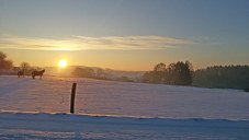 Sonnenuntergang über der Pferdekoppel